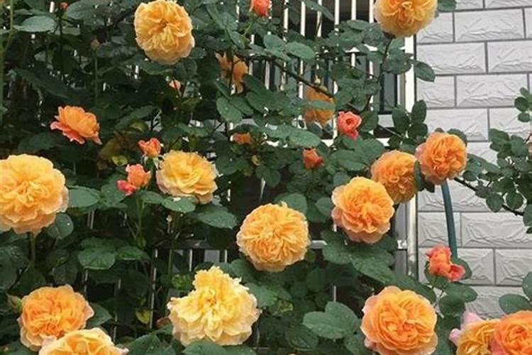 月季花施肥方法怎样给月季花施肥