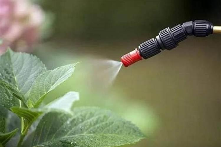 叶面肥在施用的时候需要注意哪些误区