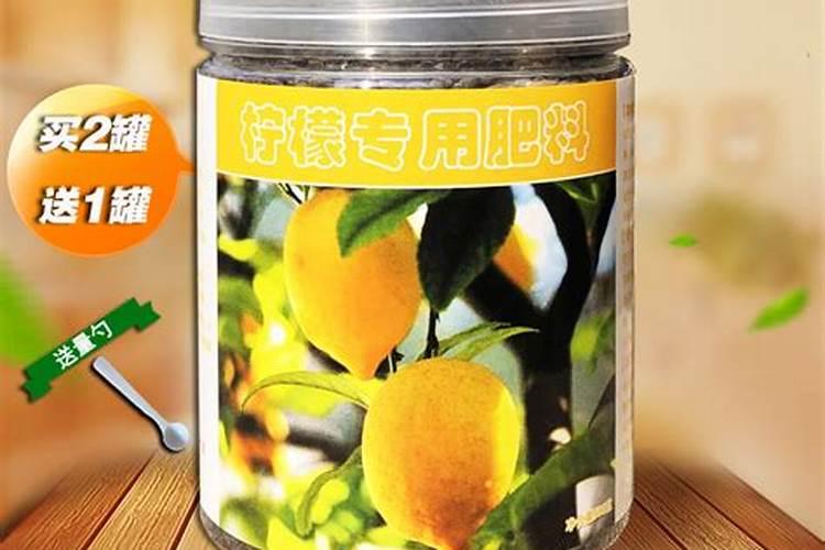 橘子花怎么养殖方法及注意事项