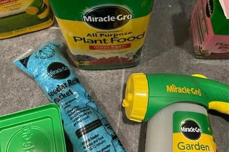 盆栽金桔坐果后发黄脱落,求解决方案