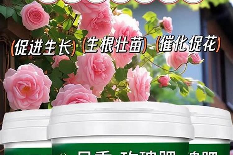 虎刺梅怎么施肥