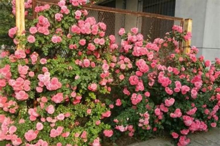 月季花摘芽后如何正确施肥