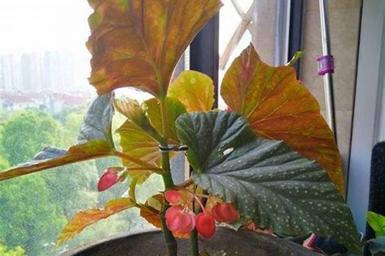 竹节海棠叶子边缘干枯