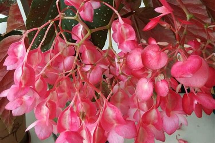 竹节海棠能用撒可富复合肥吗？