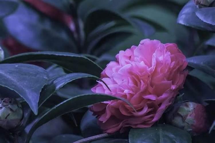 茶花应该多久施一次肥？