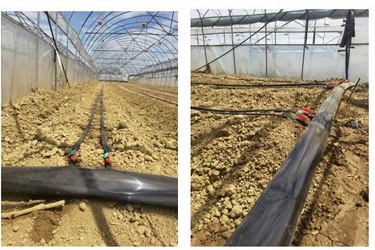 红薯啥时候种最好