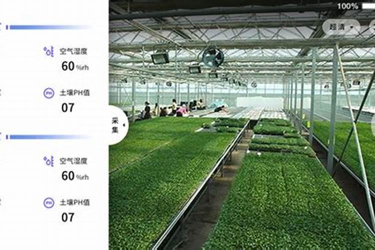 北方冬天菜园怎么种植 北方冬天菜园如何种植