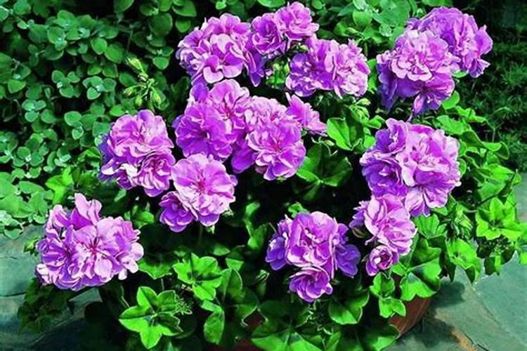 不用施肥的蔬菜