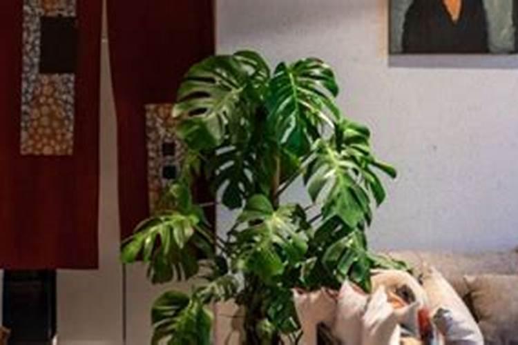 小麦肥都是用什么配方