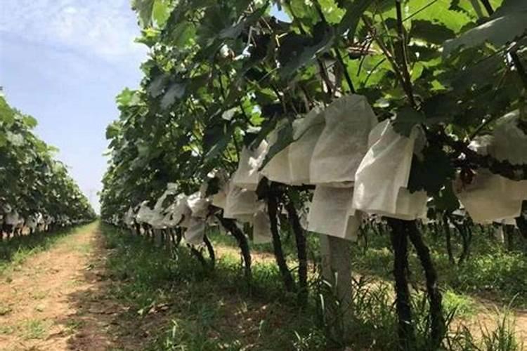 蔬菜用什么复合肥好