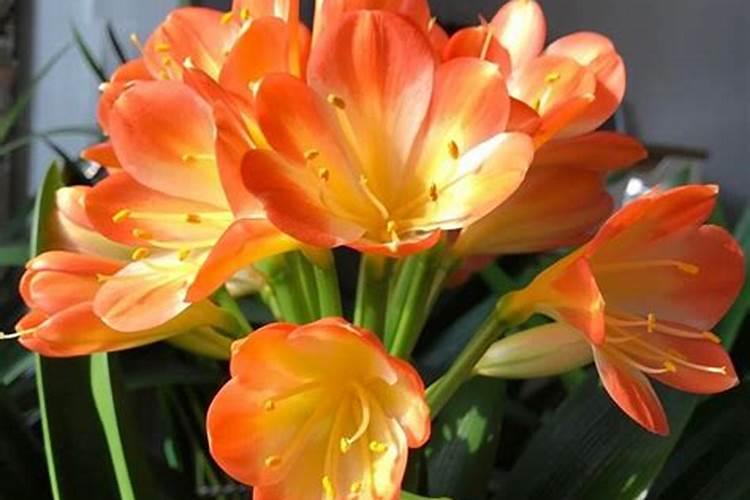 君子兰上什么肥料好？