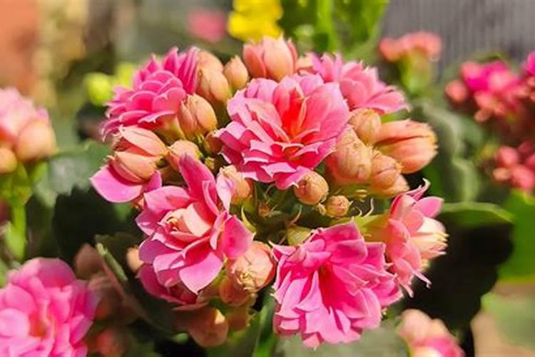 长寿花花期怎样施肥和浇水