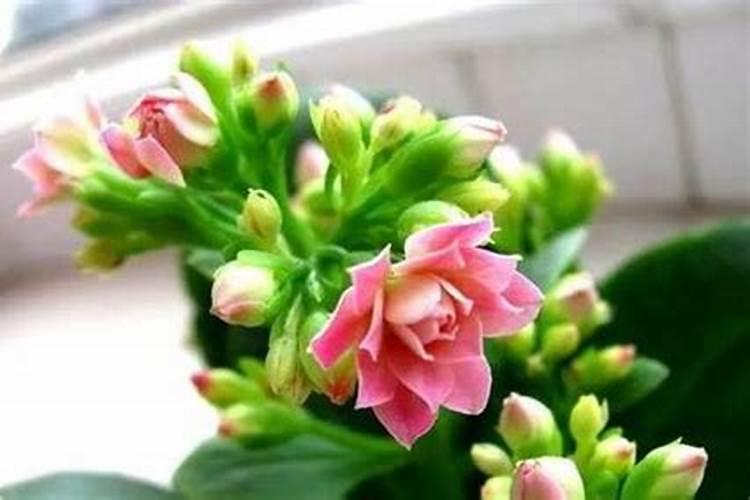 长寿花花期怎样施肥和浇水