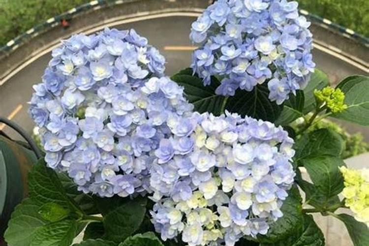 绣球花怎么水培生根？