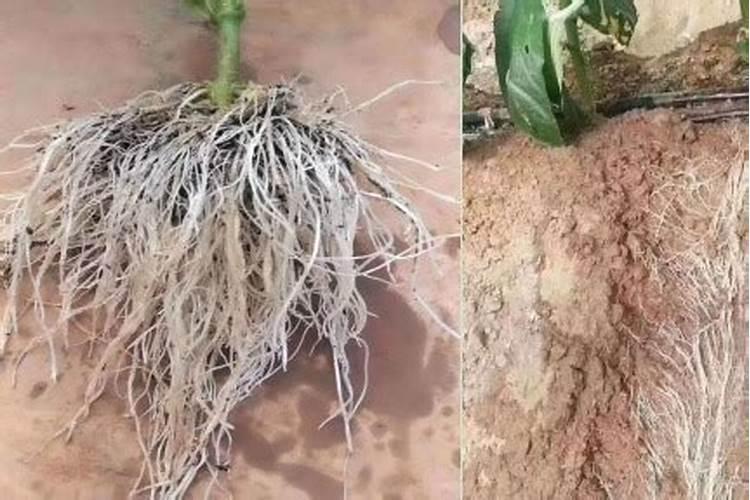 底肥用什么肥料有助于长根？底肥什么时候用长势好？