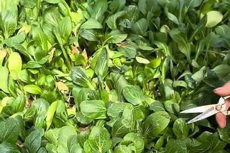 番茄膨果期冲施康柏叶盛含氨基酸水溶肥料兑肥料好处