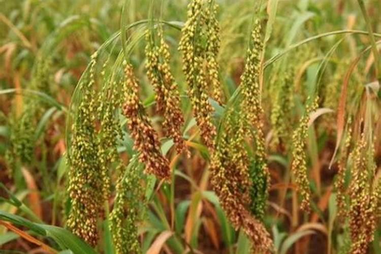 黍子什么时候种最好？