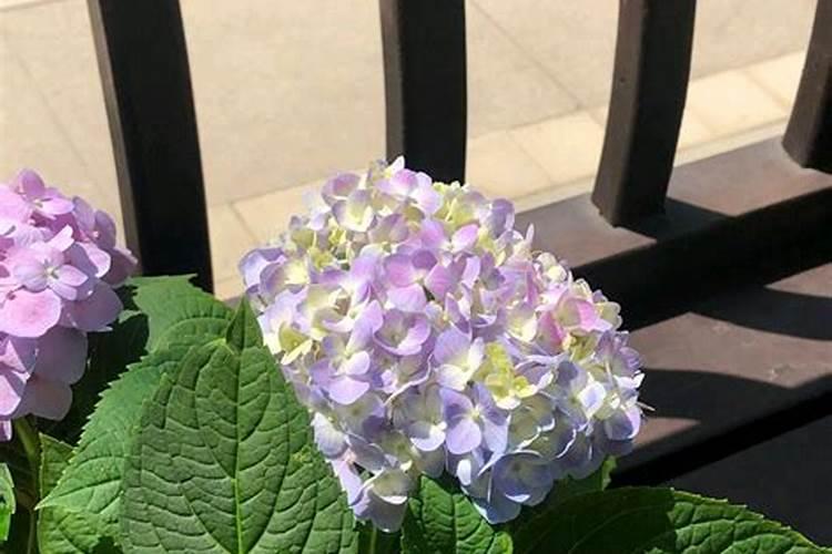 绣球有花苞了该怎么施肥