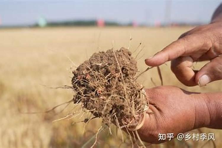 小麦种植技巧都有哪些？返青期应该如何追肥？