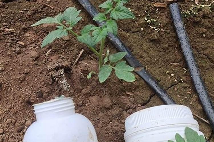 为什么月季不能往叶子喷水吗