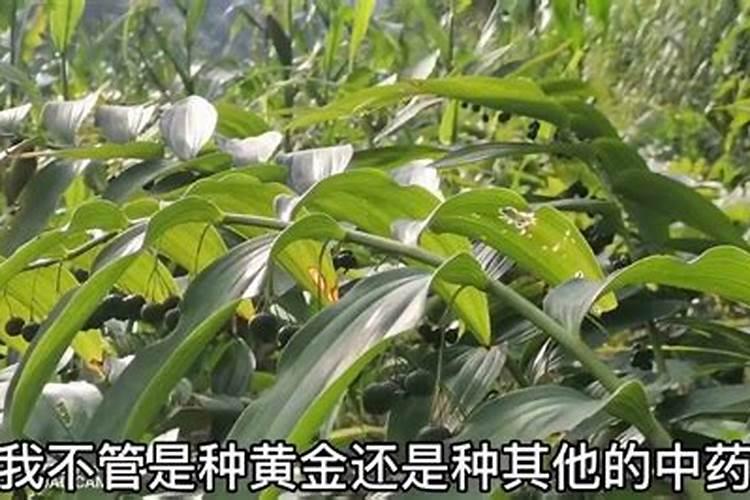 水稻钾肥什么时候施