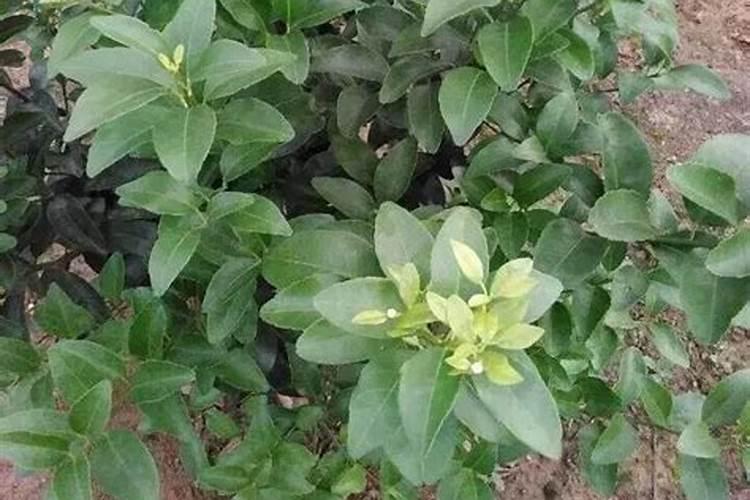 赤霉酸彭果期能用吗？