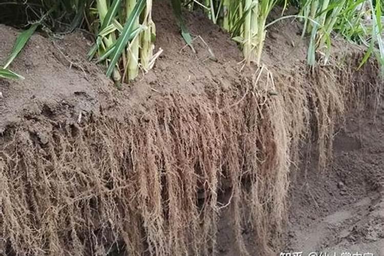 巨菌草冬天会死吗