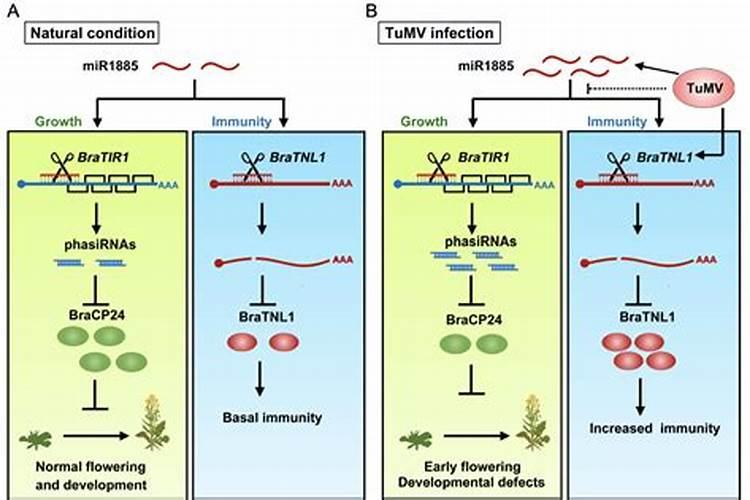 怎样通过平衡施肥来强化茶树生长？