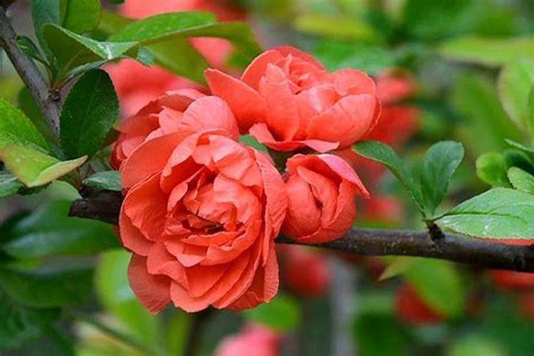 阿司匹林能与磷酸二氢钾混用吗？