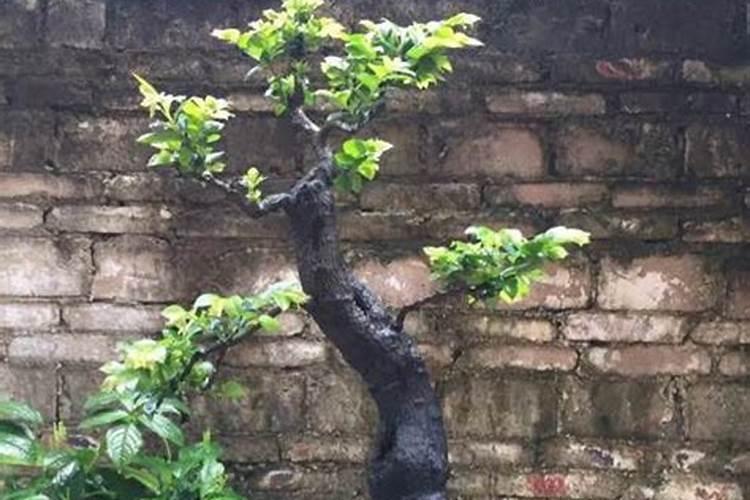 黑骨茶盆景怎么养护