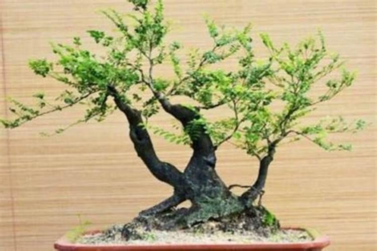 我的黑骨茶为什么老掉叶子,在办公室养的