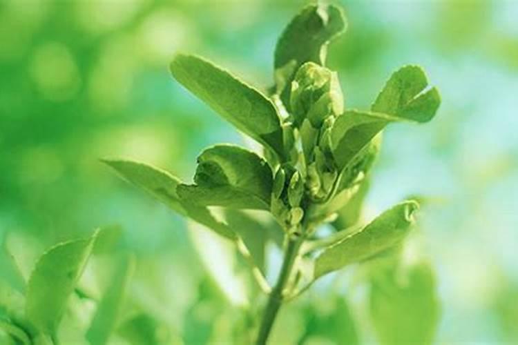 种红薯如何使用钾肥