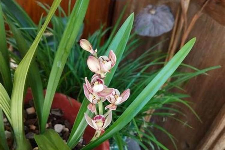 月子肥该怎么施比较合理