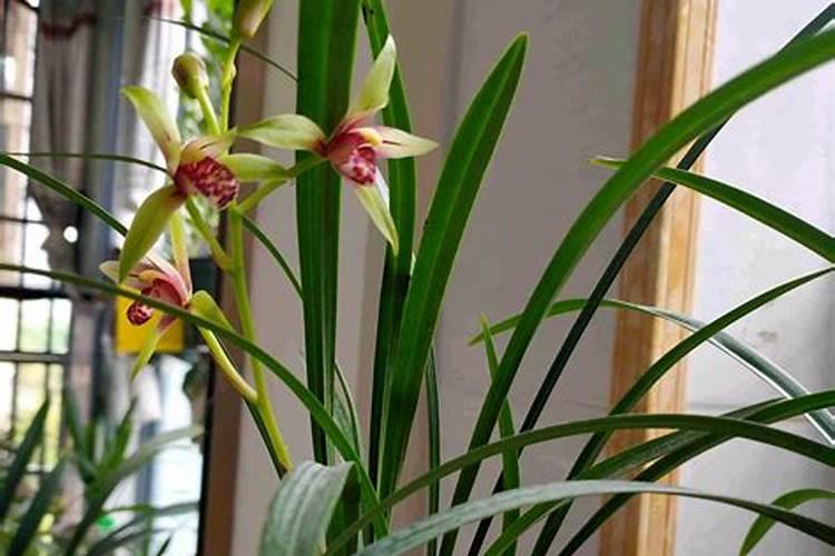 台北小姐长出花剑能施肥吗