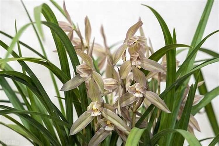 文心兰怎么养才能更旺盛