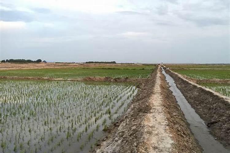 盐碱地水稻怎样施用磷钾肥？