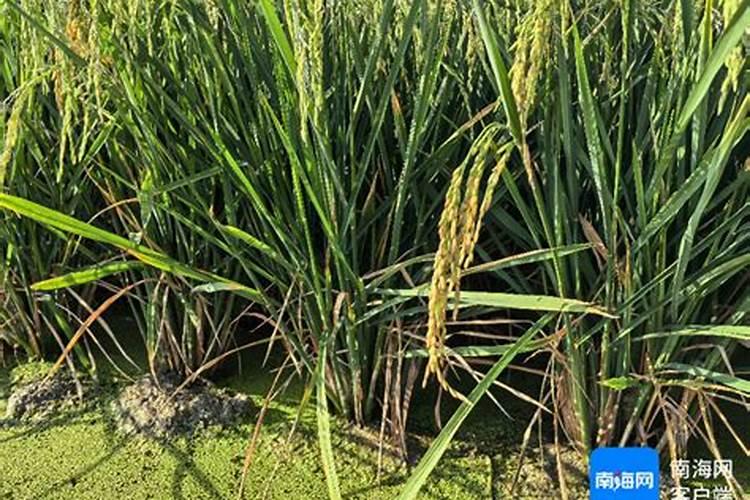 水稻用对于盐碱地硫酸钾好还是氯化钾好？