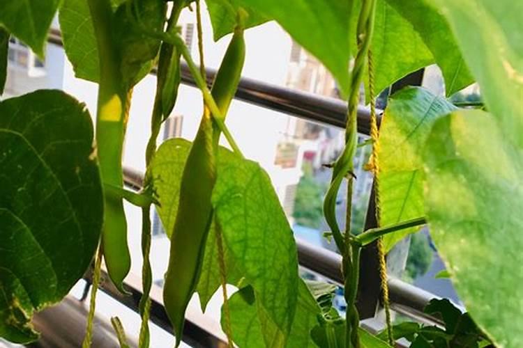 家庭种菜用什么肥料