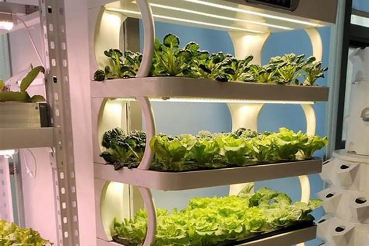 自家种菜用什么肥料最好