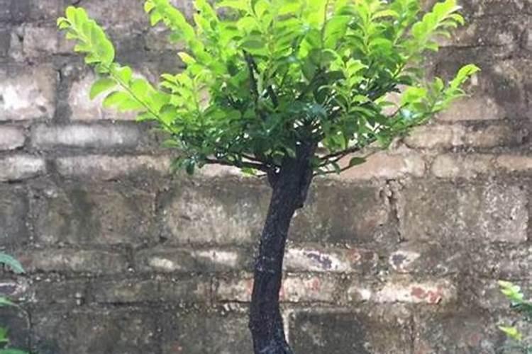 黑骨茶盆景的养殖方法 黑骨茶盆景怎么养