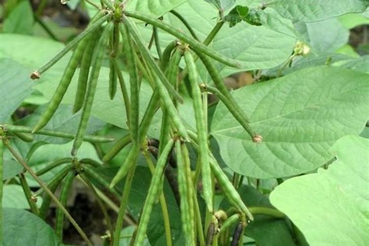 鸡粪有机肥多少钱一吨 鸡粪有机肥适合哪些农作物