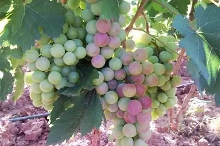 葡萄成熟期追多少肥