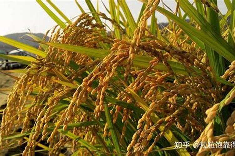 稻谷抽穗时撒什么肥料