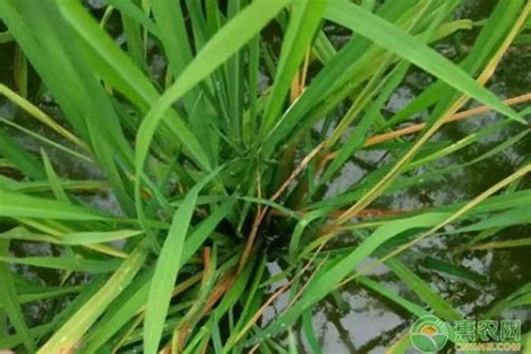 富硒叶面肥怎样喷水稻可以产富硒大米