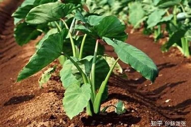 南瓜1亩地要栽多少株？