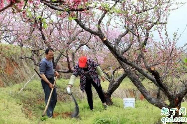 桃树可以用尿素吗