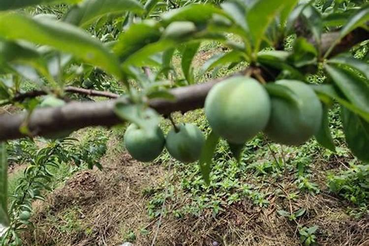 怎么预防葡萄脱粒、裂果、腐果问题