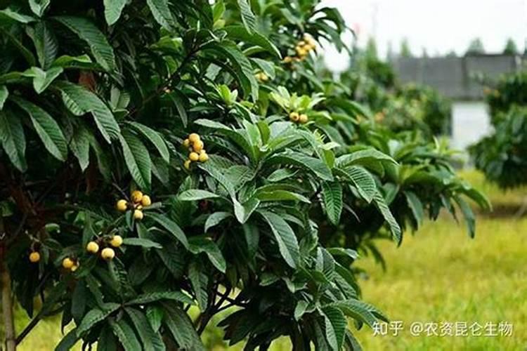 定植樱桃树施肥正确方法