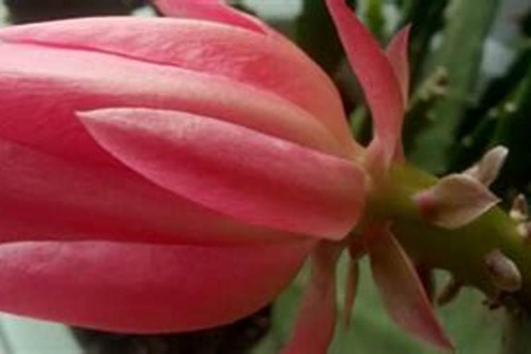 令箭荷花要浇什么肥