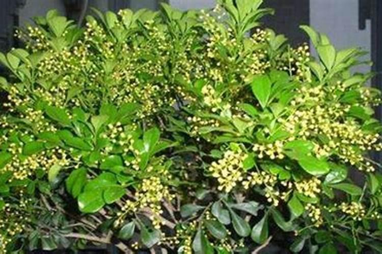 芸苔素叶面肥哪种最好